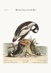 Die kleine schwarz-weiße Ente, 1749-73
